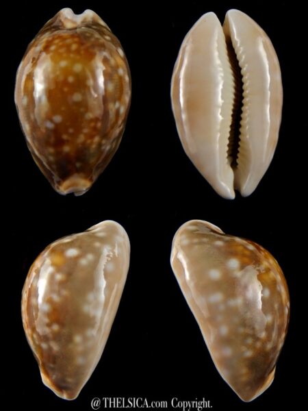 Lyncina vitellus vitellus N&R 46,5 mm F+++/Gem-0