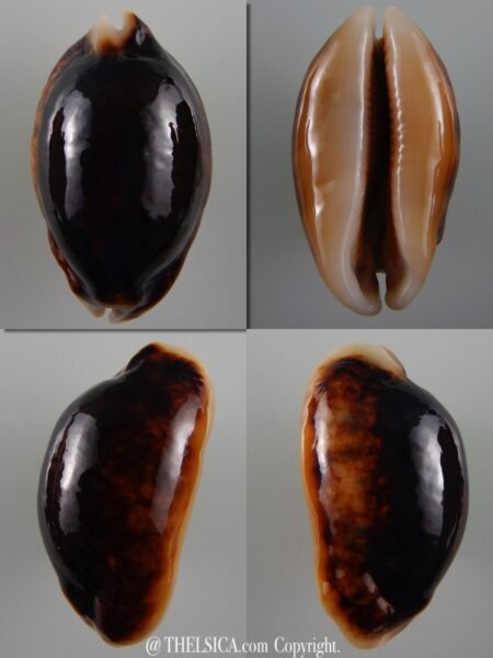 Mauritia eglantina N&R 53,03 mm Gem-0