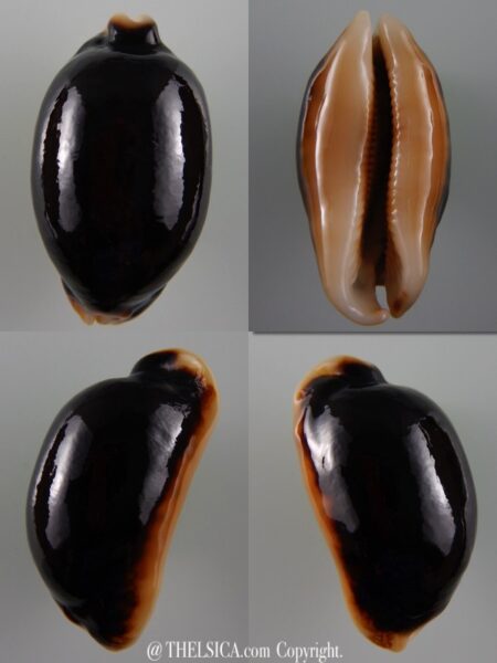 Mauritia eglantina N&R 53,85 mm Gem-0