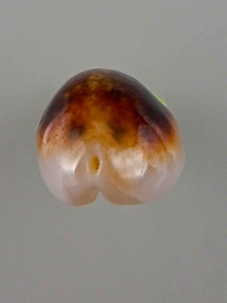 Melicerona listeri melvilli N&R 20,5 mm F+++/Gem-42009