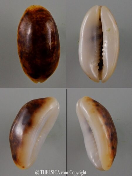 Melicerona listeri melvilli N&R 20,8 mm Gem-0