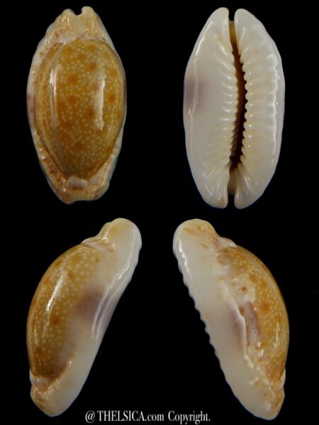 Naria erosa chlorizans N&R 39,88 mm Gem-0