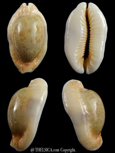 Naria erosa chlorizans N&R 43,70 mm Gem-0