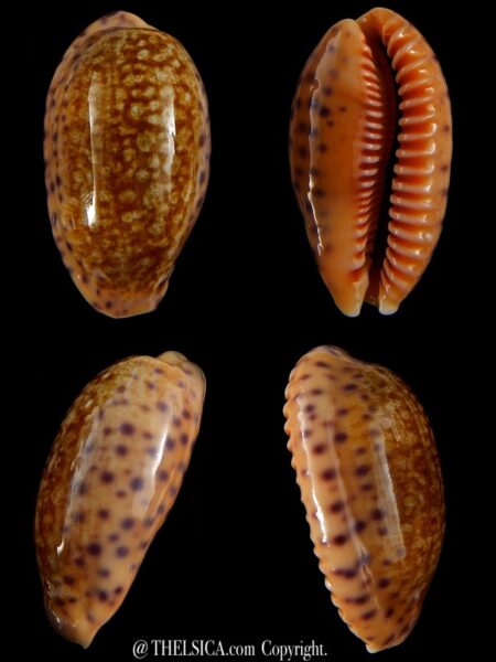 Ovatipsa chinensis chinensis ..GIANT... 51,38 mm Gem-0