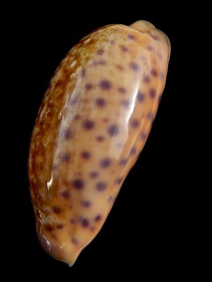 Ovatipsa chinensis chinensis ..GIANT... 51,38 mm Gem-41629