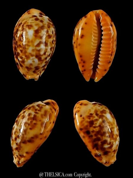 Palmadusta humphreyii N&R 14,04 mm Gem-0