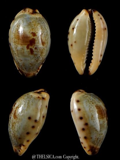 Purpuradusta gracilis macula 20,86 mm Gem-0