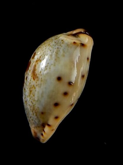 Purpuradusta gracilis macula 20,86 mm Gem-42693