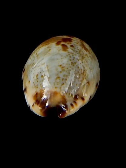 Purpuradusta gracilis macula 20,86 mm Gem-42689