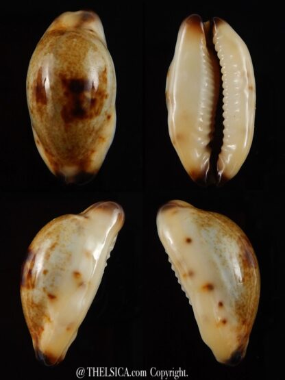 Purpuradusta gracilis macula N&R 23,4 mm Gem-0
