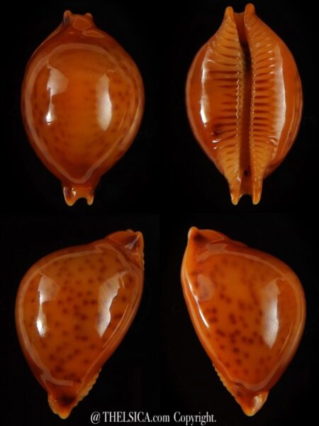 Pustularia globulus sphaeridium ..GIANT... 22,1 mm Gem-0