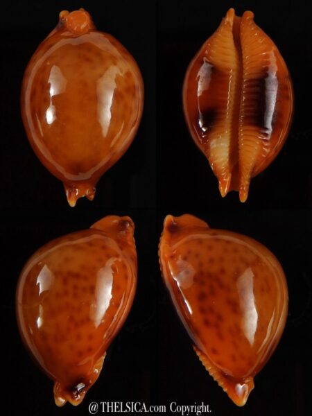 Pustularia globulus sphaeridium ..GIANT... 23,1 mm Gem-0