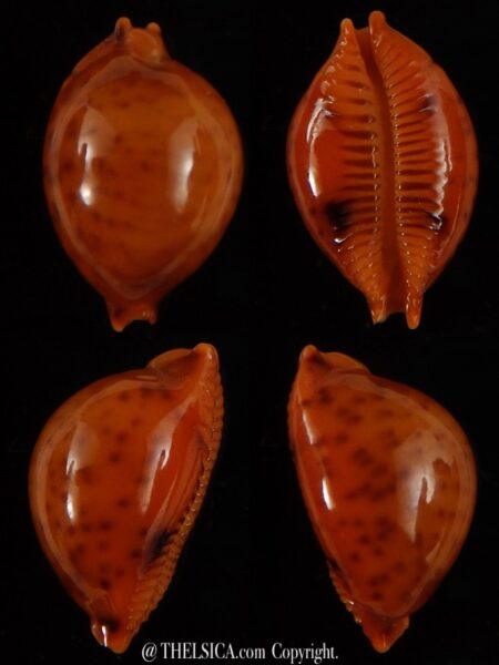 Pustularia globulus sphaeridium ..Very big size... 20,2 mm Gem-0