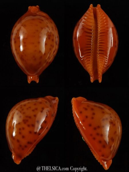 Pustularia globulus sphaeridium ..Very big size... 20,8 mm Gem-0