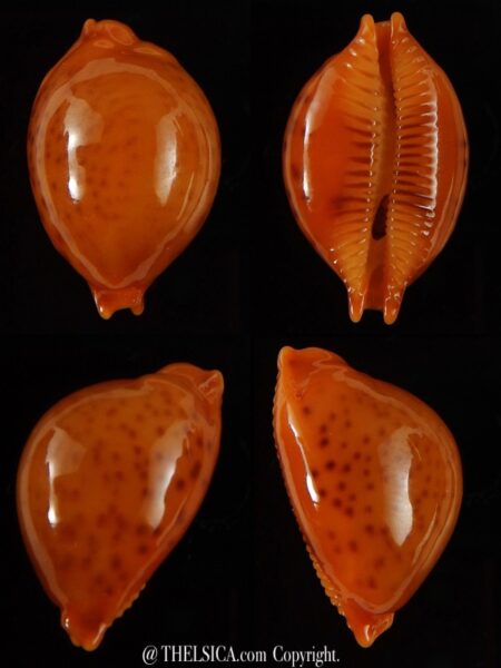 Pustularia globulus sphaeridium ..Very big size... 21,5 mm Gem-0