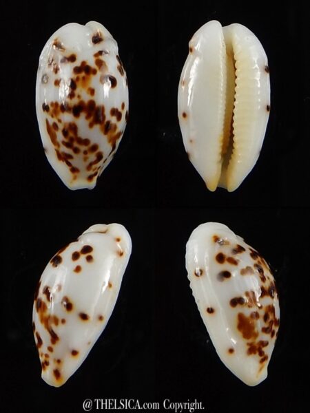 Ransionella punctata N&R 13 mm Gem-0
