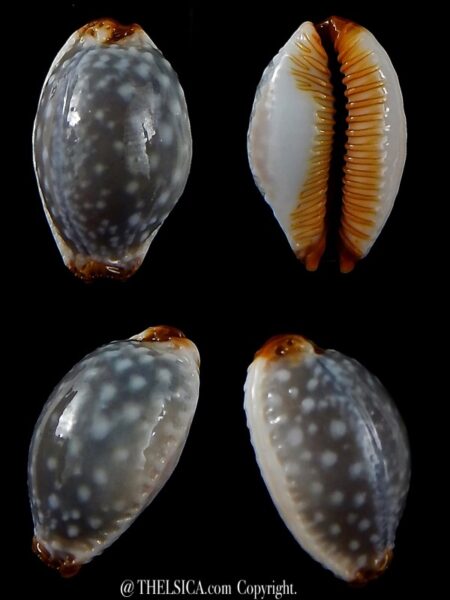 Staphylaea limacina facifer .. Big Size ... 24,35 mm Gem-0