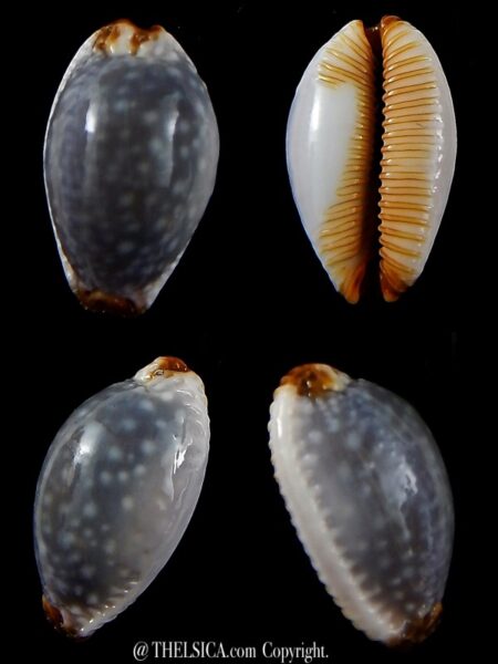 Staphylaea limacina facifer .. Big Size ... 25,33 mm Gem-0