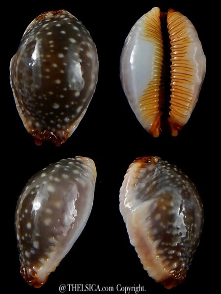 Staphylaea limacina facifer .. Gerontic .. 26,7 mm Gem -0