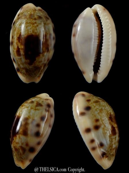 Talostolida pellucens pellucens 31,11 mm Gem-0