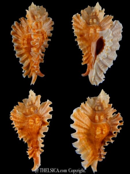Timbellus phyllopterus 66 mm Gem-0