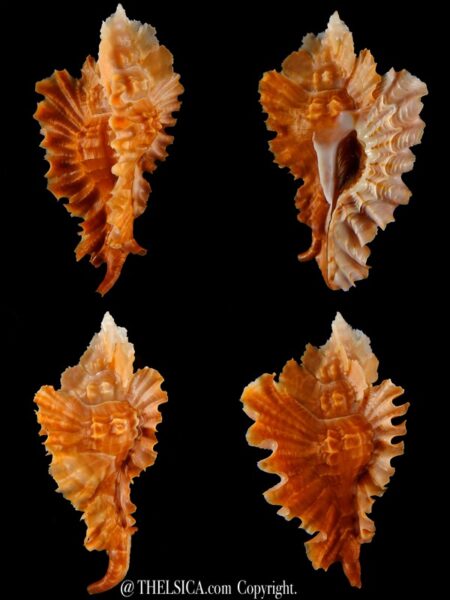 Timbellus phyllopterus 67,40 mm Gem-0