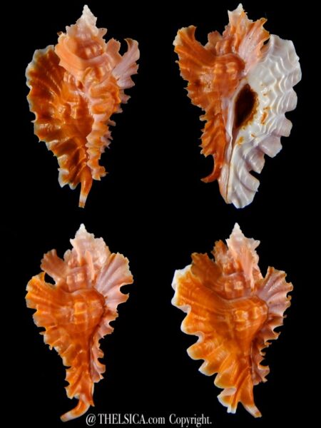 Timbellus phyllopterus 70,26 mm Gem-0