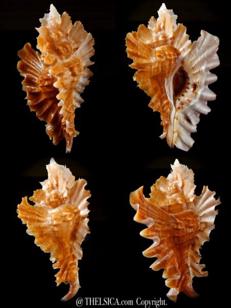 Timbellus phyllopterus ... 77,31 mm Gem-0