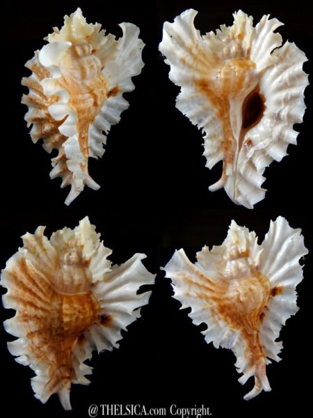Timbellus phyllopterus 81,92 mm Gem-0