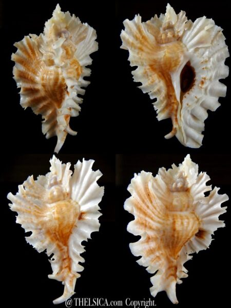 Timbellus phyllopterus 87,71 mm Gem-0