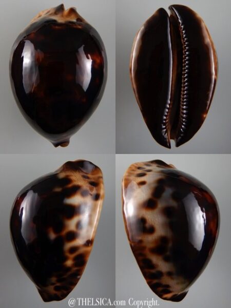 Zoila Jeaniana jeaniana .. BLACK ... 79,96 mm Gem-0