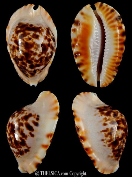 Zoila marginata bataviensis 45,9 mm Gem-0