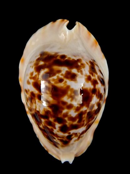 Zoila marginata bataviensis 45,9 mm Gem-41457
