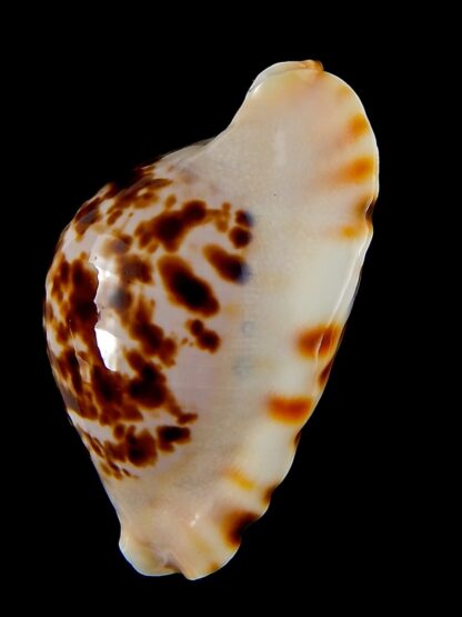Zoila marginata bataviensis 45,9 mm Gem-41459