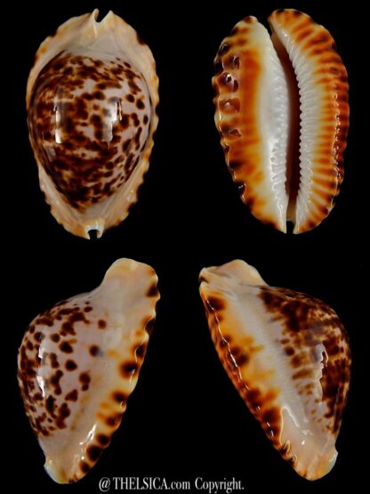 Zoila marginata bataviensis 46,8 mm Gem-0