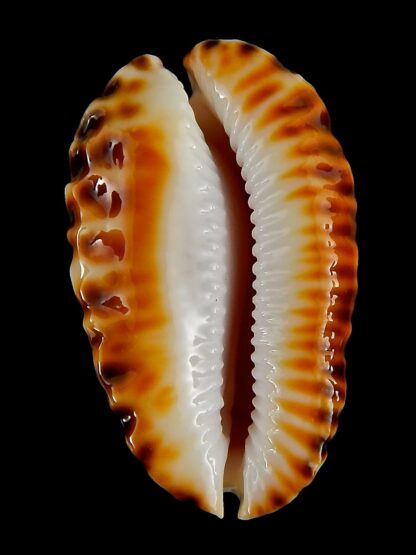 Zoila marginata bataviensis 46,8 mm Gem-41476
