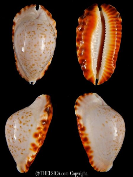 Zoila marginata bataviensis 48,1mm Gem (-)-0