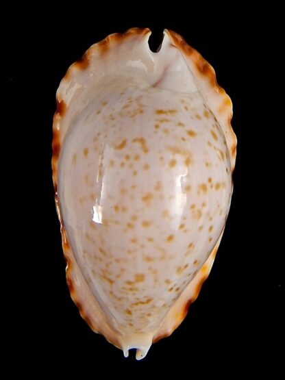 Zoila marginata bataviensis 48,1mm Gem (-)-41484