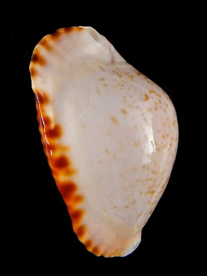 Zoila marginata bataviensis 48,1mm Gem (-)-41490