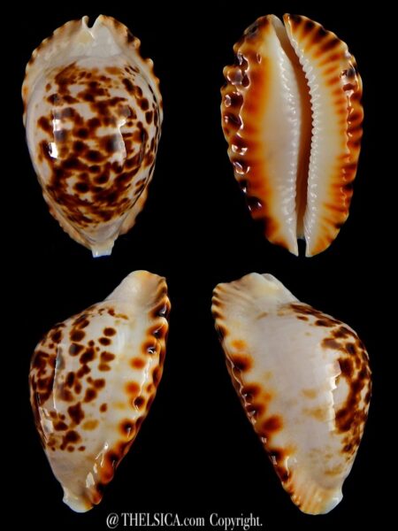 Zoila marginata bataviensis 49,2 mm Gem-0