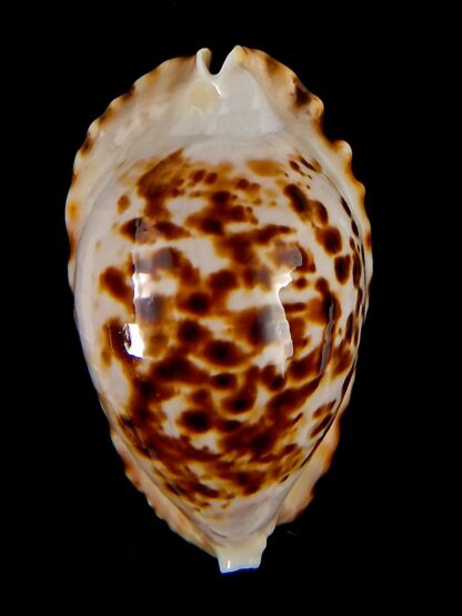 Zoila marginata bataviensis 49,2 mm Gem-41498