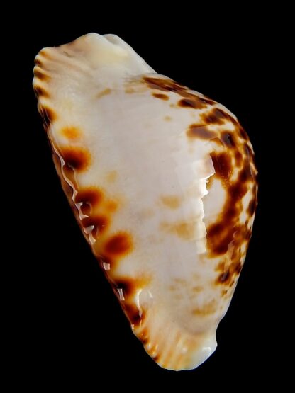 Zoila marginata bataviensis 49,2 mm Gem-41499