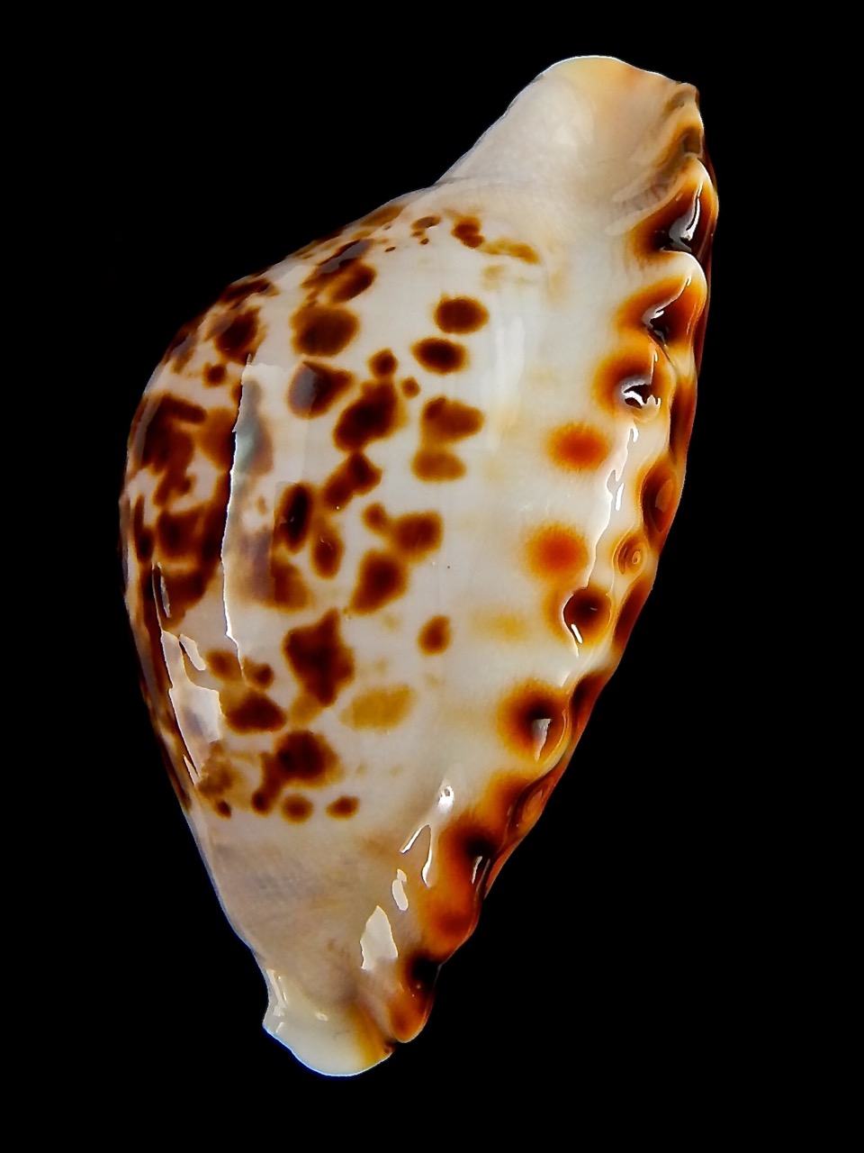 Zoila marginata bataviensis 49,2 mm Gem - Thelsica