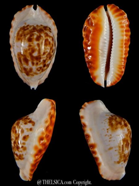 Zoila marginata bataviensis 49,5 mm Gem (-)-0