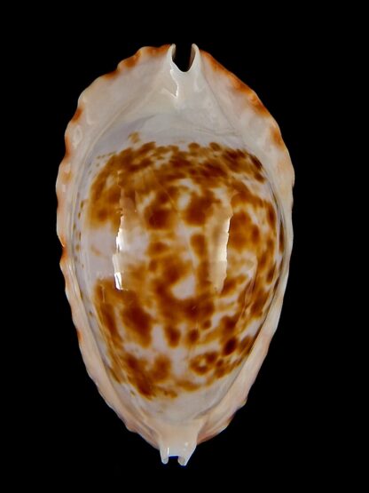 Zoila marginata bataviensis 49,5 mm Gem (-)-41513