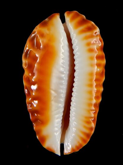 Zoila marginata bataviensis 49,5 mm Gem (-)-41514