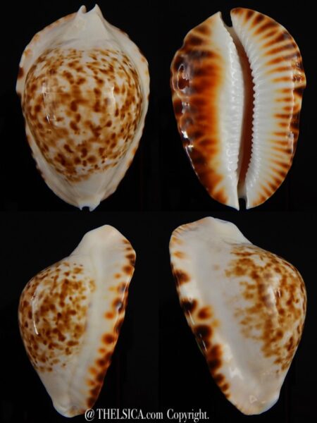 Zoila marginata bataviensis 51,55 mm Gem-0