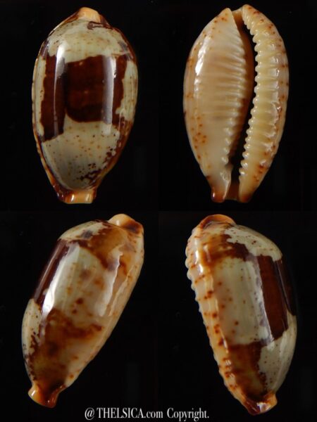 Bistolida stolida " Olango " 29,50 mm Gem-0