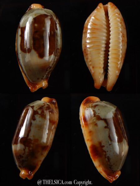 Bistolida stolida " Olango " 30,66 mm Gem-0
