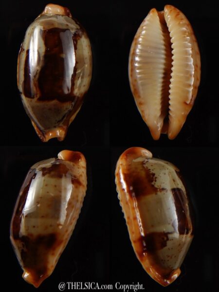 Bistolida stolida " Olango " 32,12 mm Gem-0